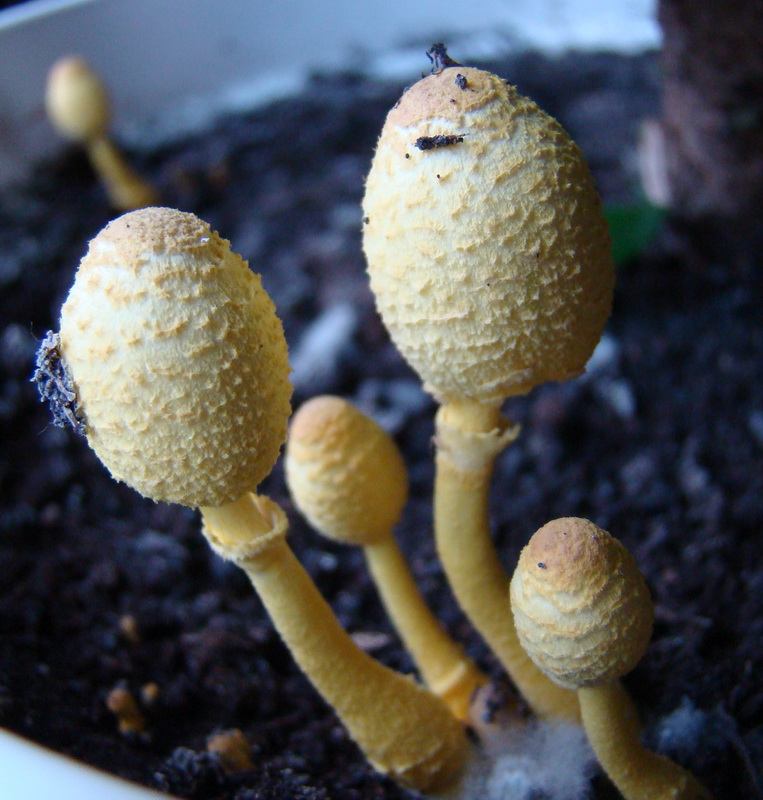 funghi nel vaso - Leucoprinus birnbaumii  (Corda) Singer